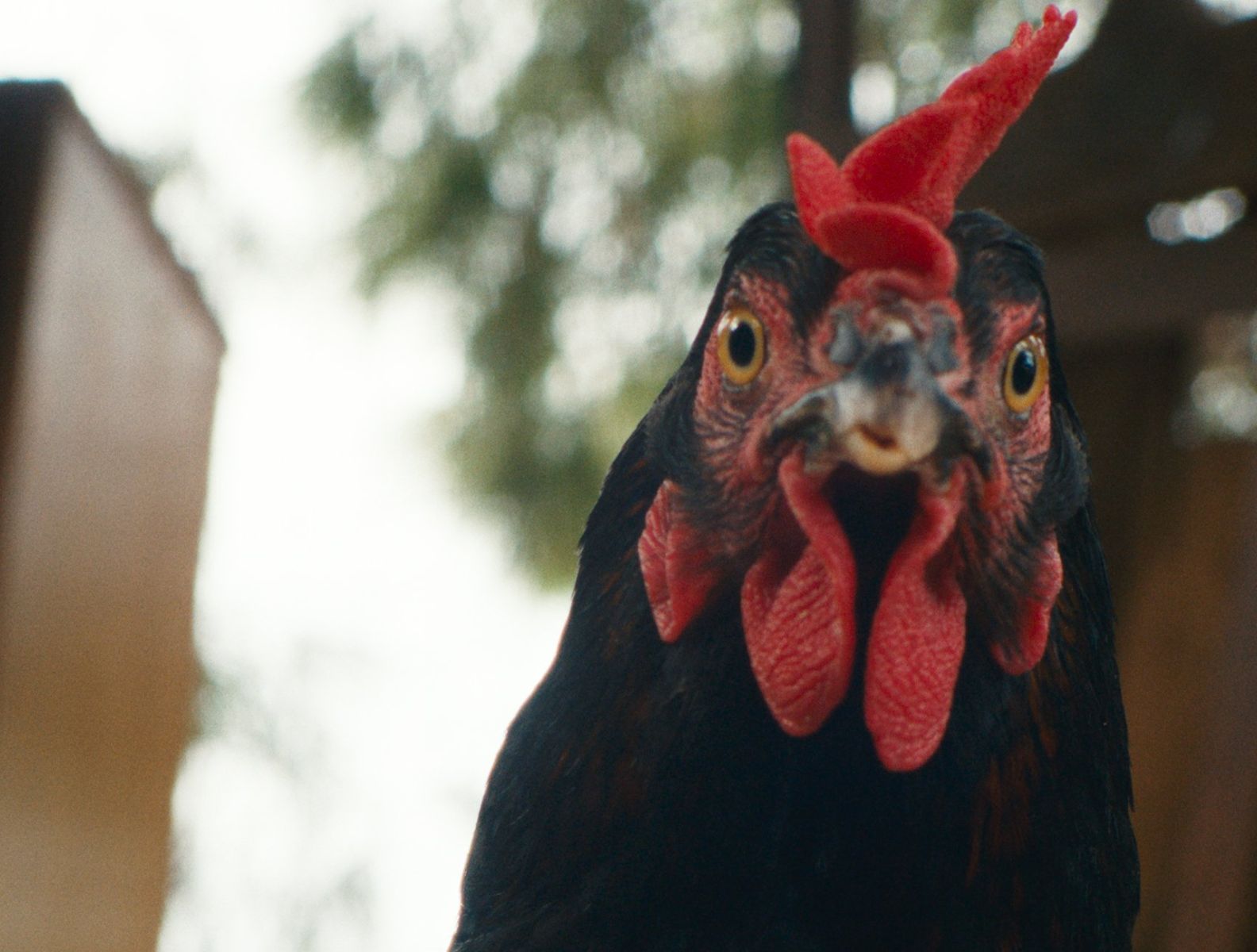 Filmszene Lebensansichten eines Huhns: schwarzes Huhn von vorne