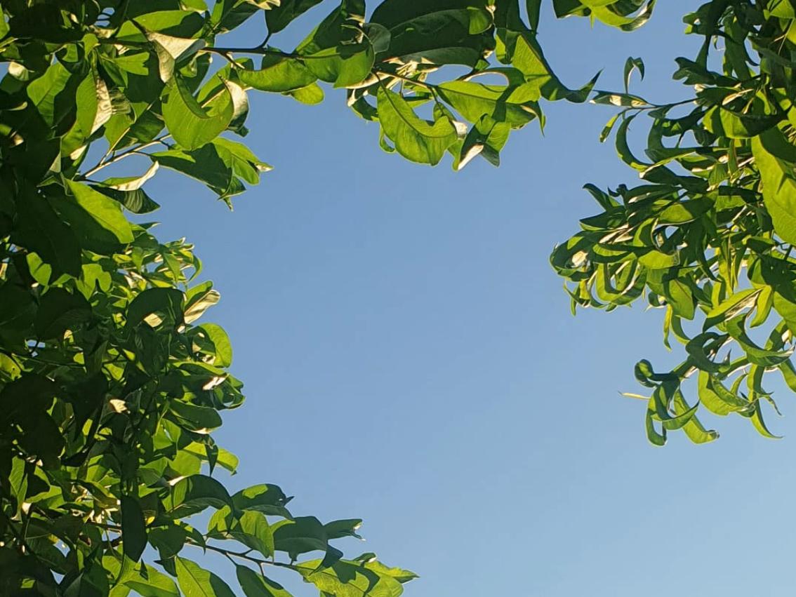 Blick in den Himmel durch einen Baum hindurch