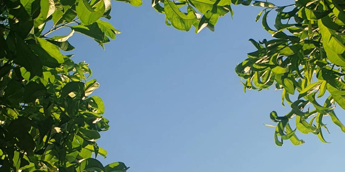 Blick in den Himmel durch einen Baum hindurch (c) Oliver Wolff Blick in den Himmel durch einen Baum hindurch