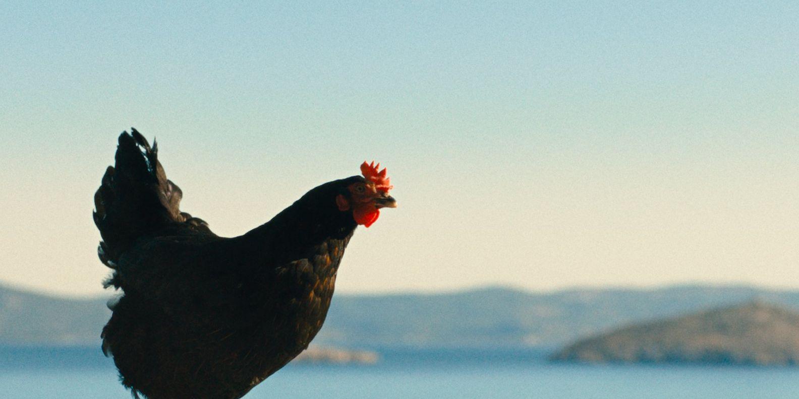 Filmszene Lebensansichten eines Huhns - Huhn auf einem Geländer vor dem Meer