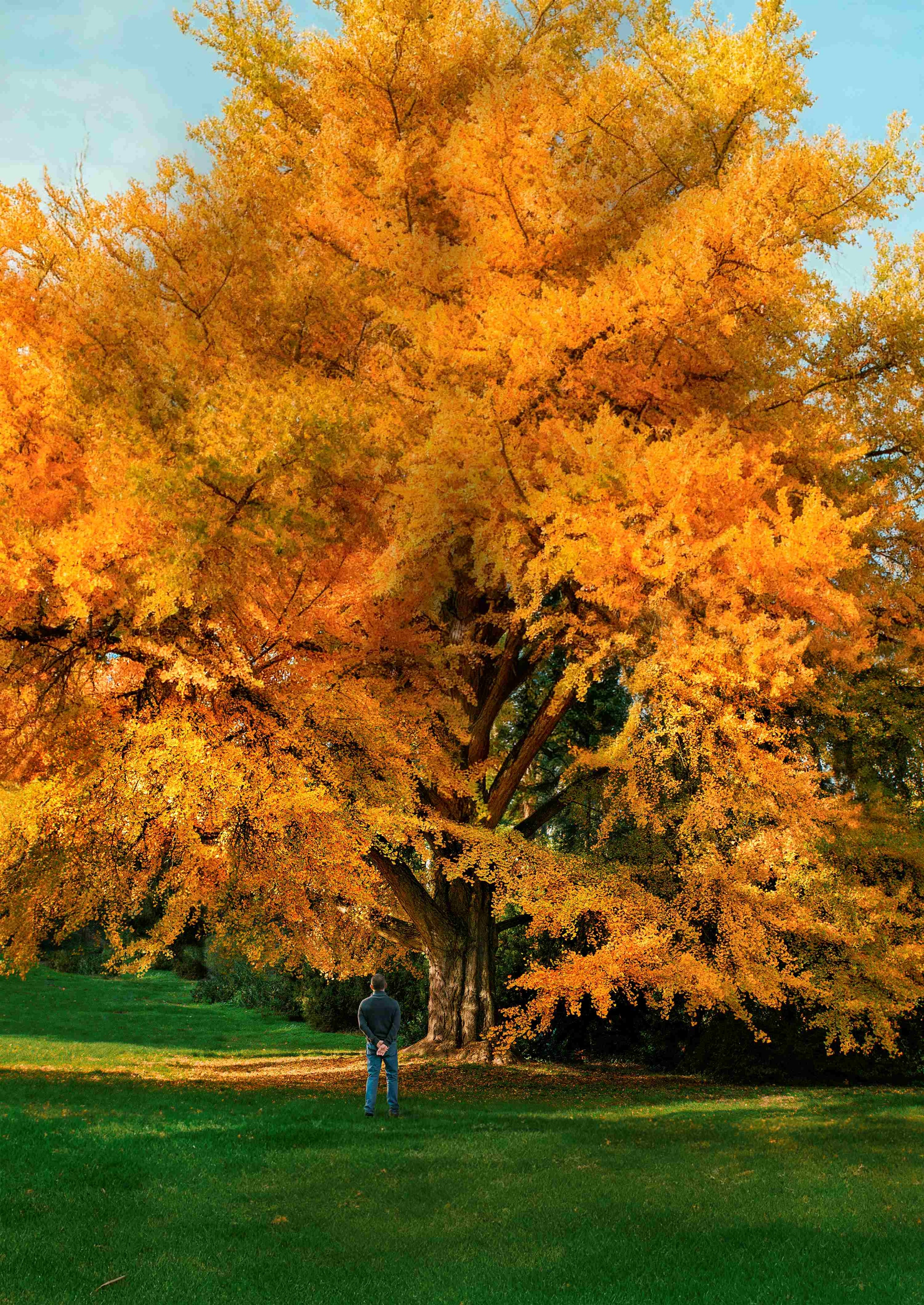 Gingko-Baum in Marburg