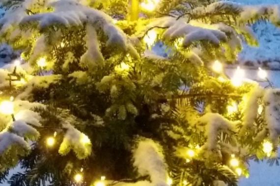 Weihnachtsbaum