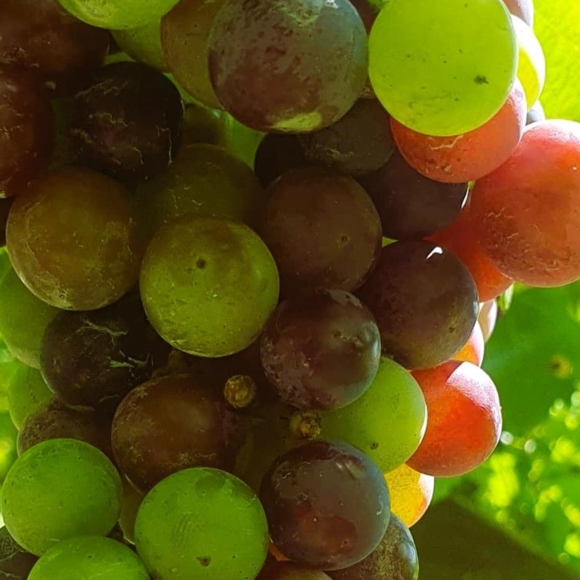 Weintrauben-hängend2-edit-20250826082839