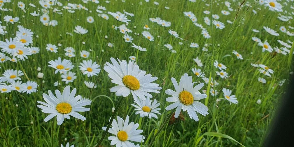 Wiese mit Gänseblümchen